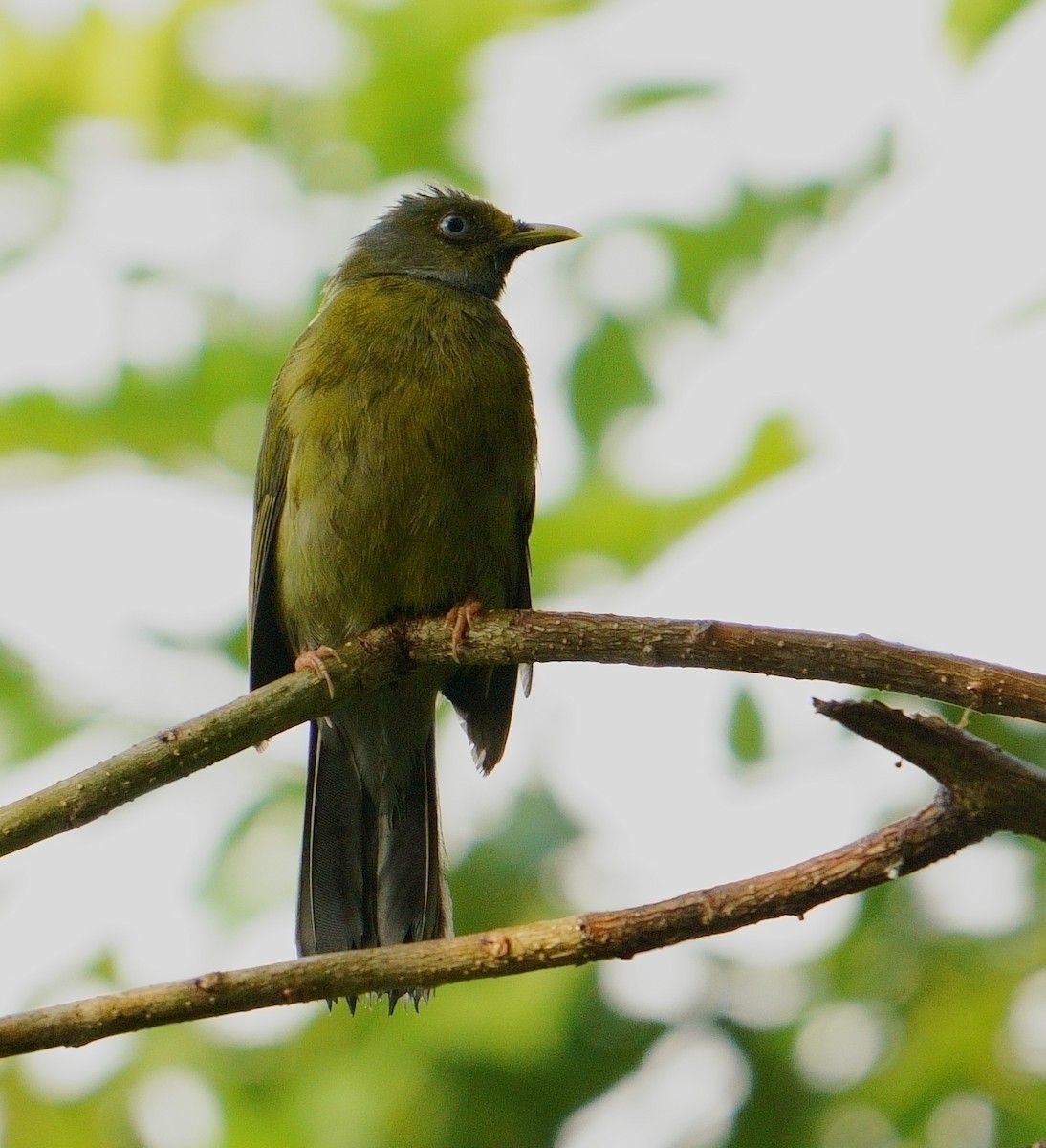 Bulbul Cabecigrís - ML624417777