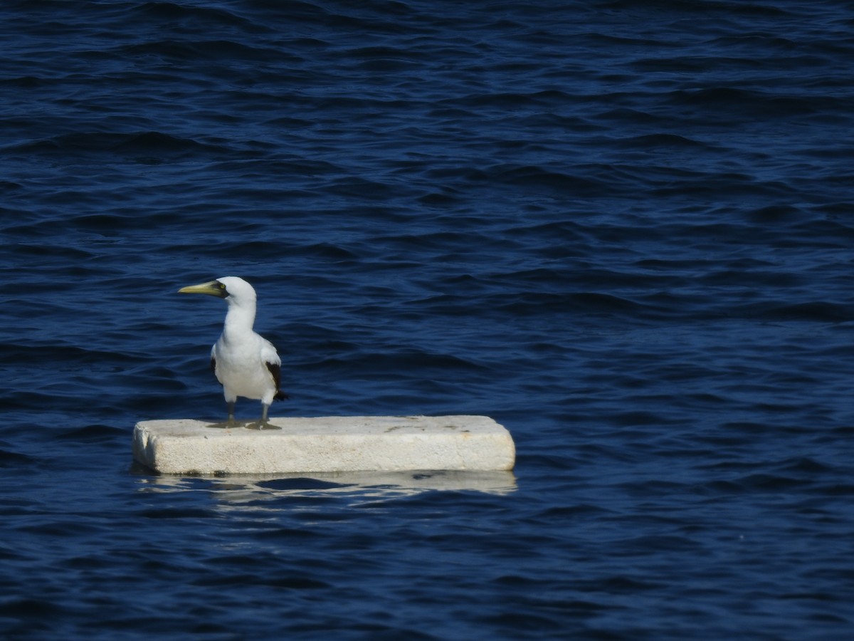 Masked Booby - ML624417799