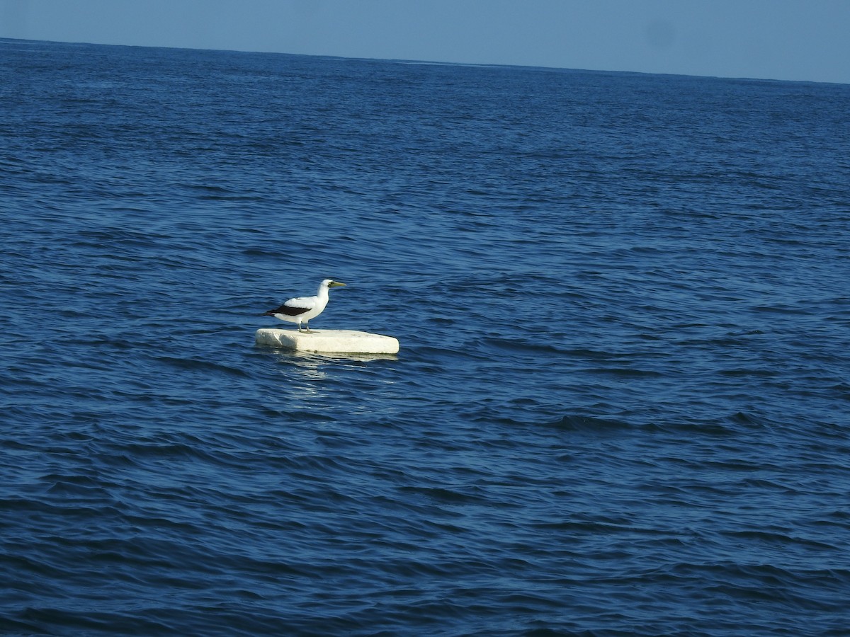 Masked Booby - Francis D'Souza