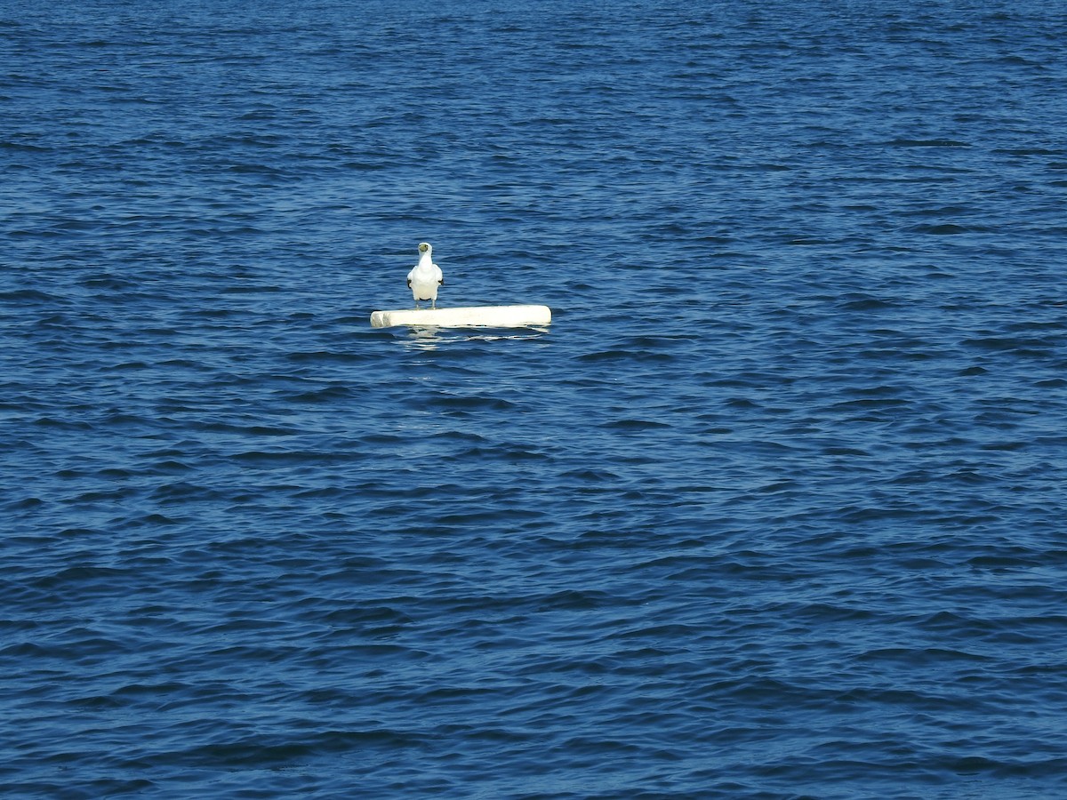 Masked Booby - ML624417801