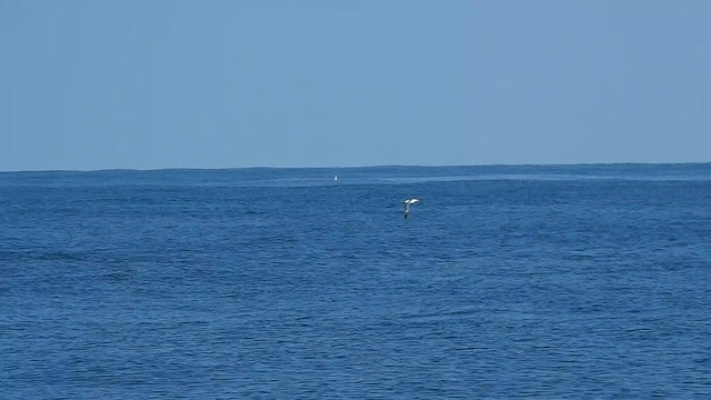 Masked Booby - ML624417809