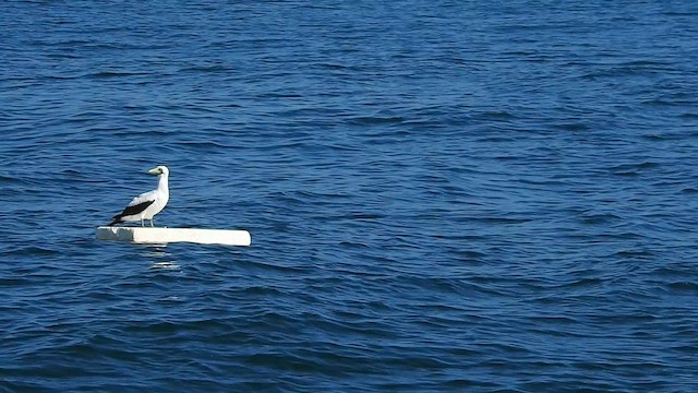 Masked Booby - ML624417811