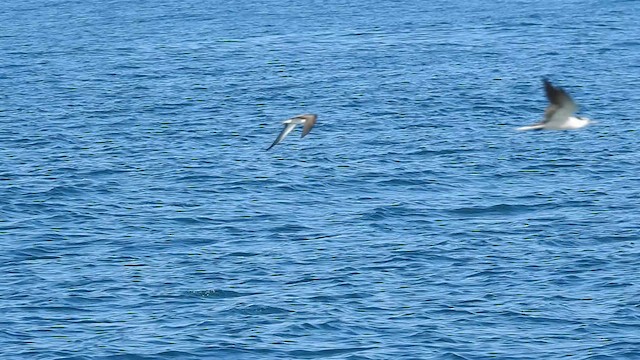 Bridled Tern - ML624417818