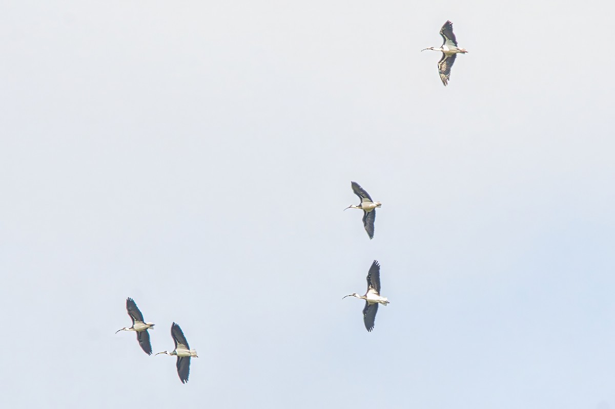 Straw-necked Ibis - ML624417993