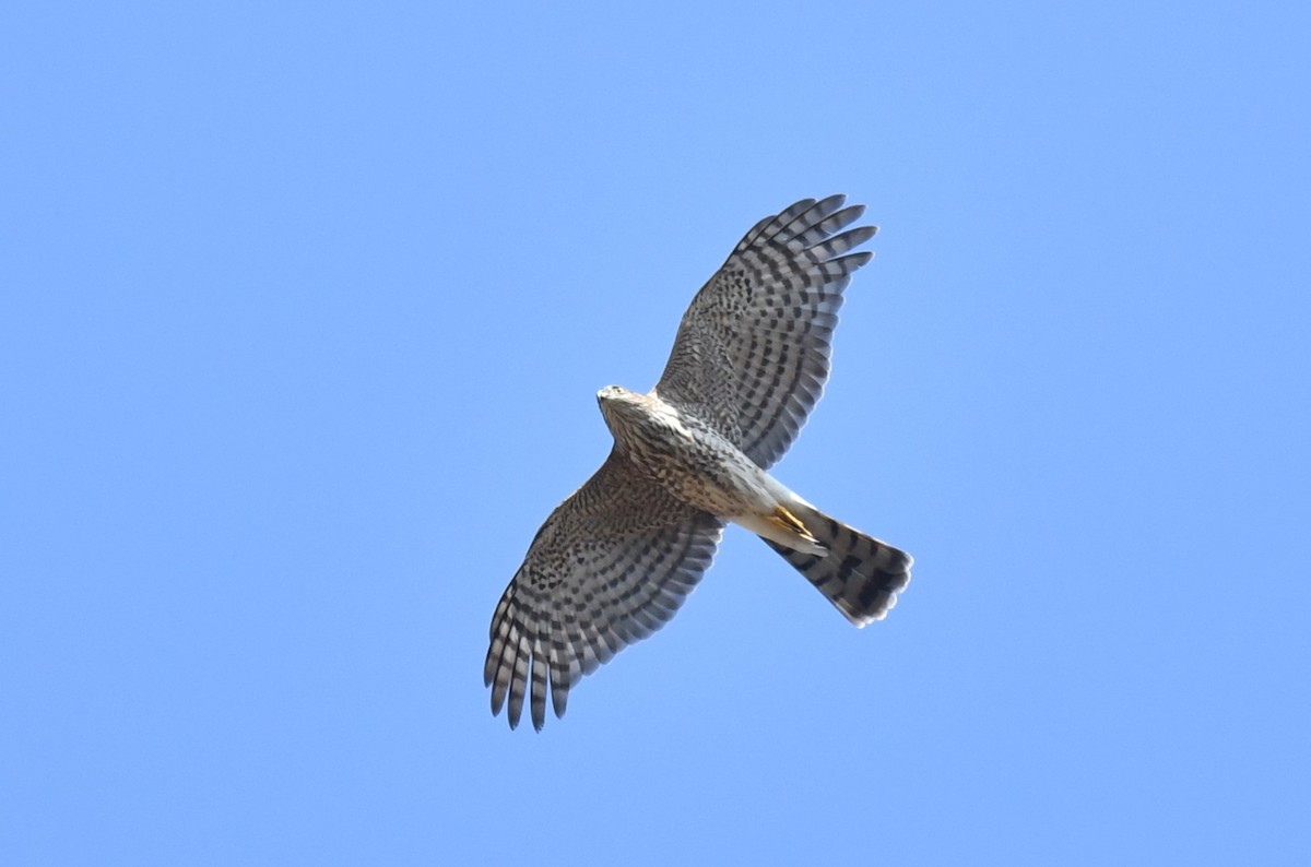 Sharp-shinned Hawk - ML624418046