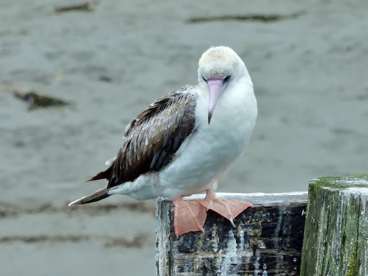 Red-footed Booby - Scott Rager