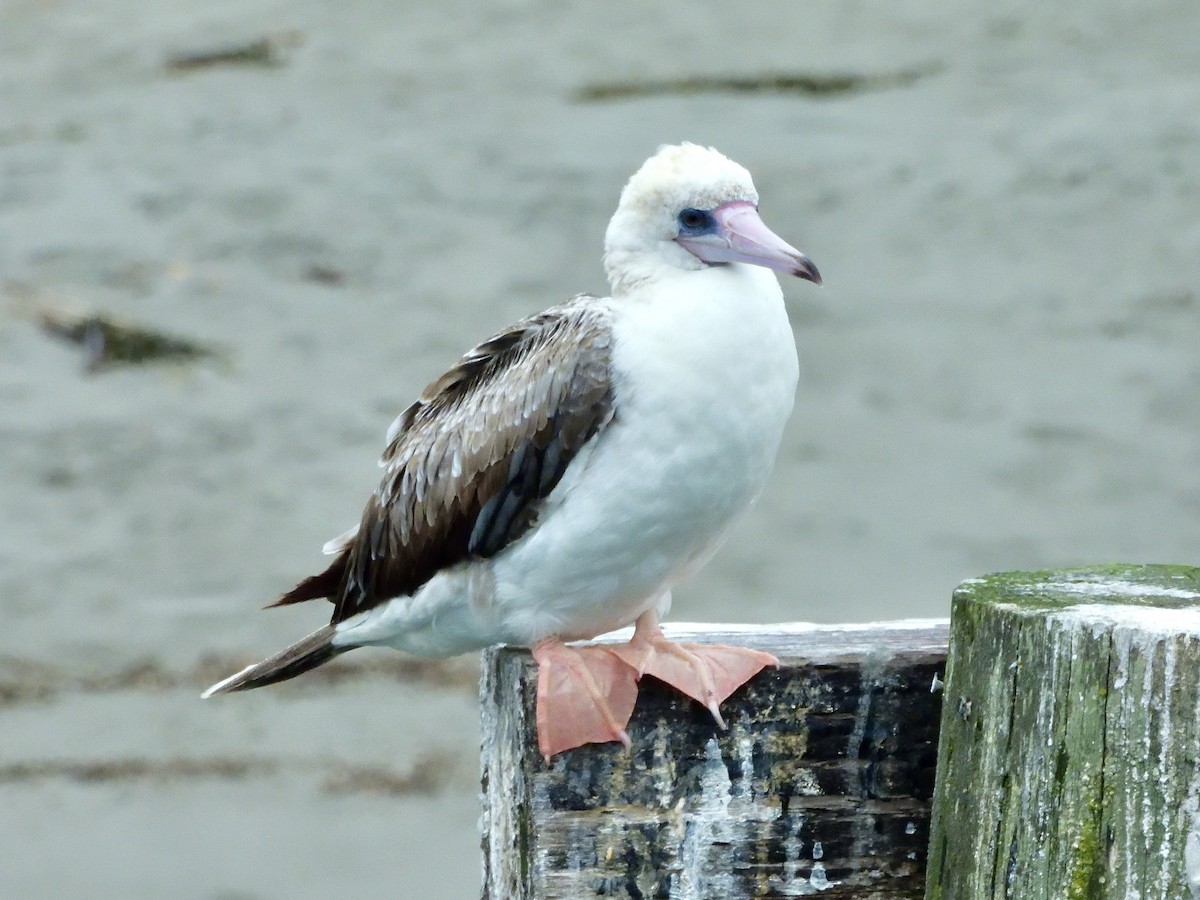 Red-footed Booby - ML624418218