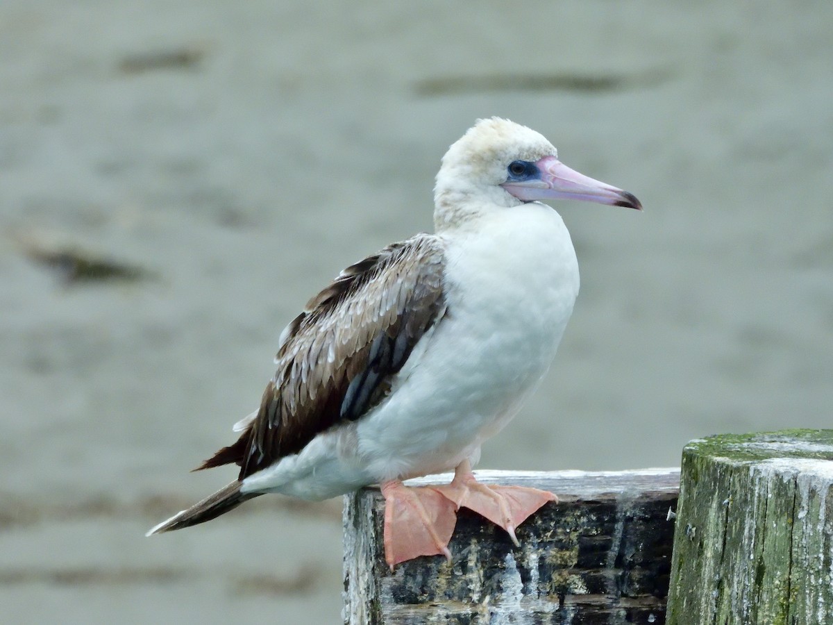 Red-footed Booby - ML624418219