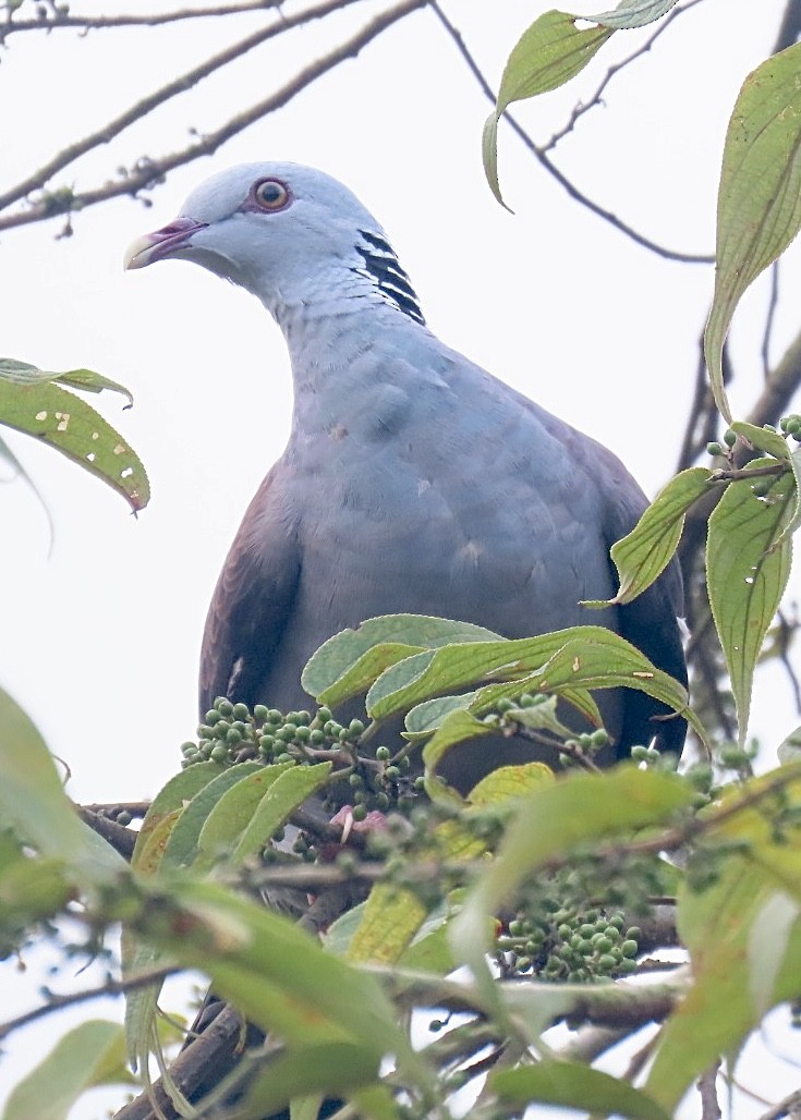 Nilgiri Wood-Pigeon - ML624418251