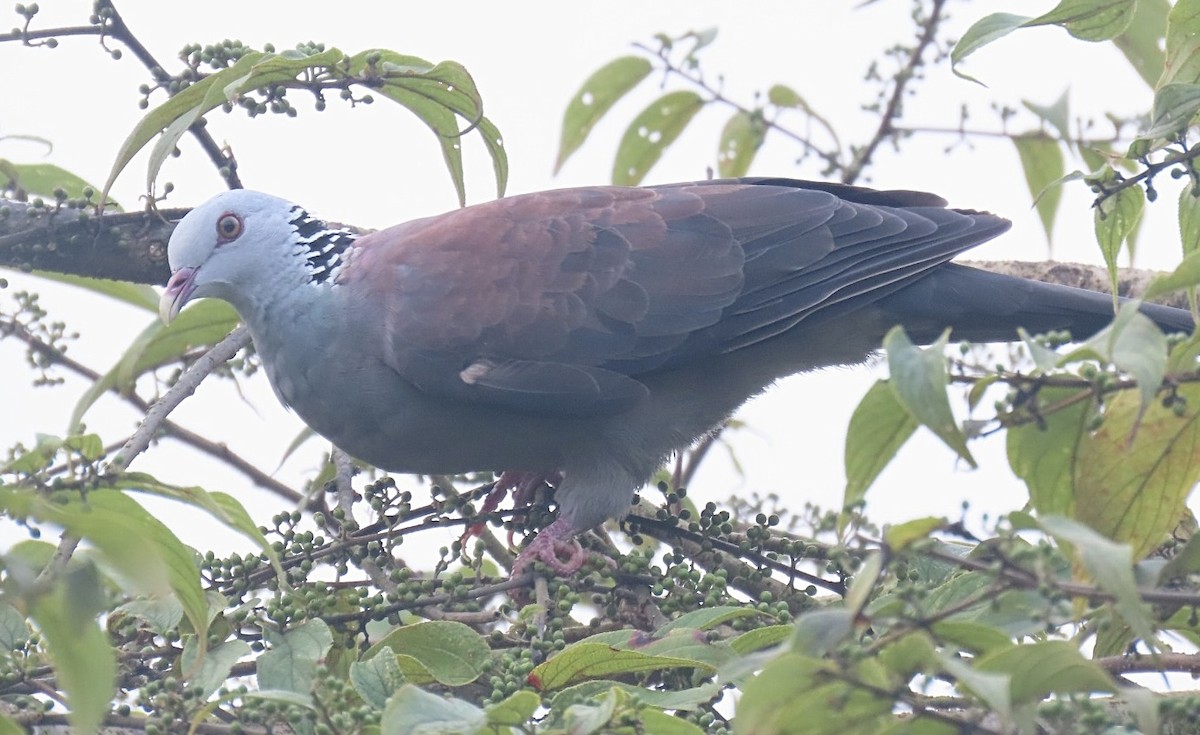 Nilgiri Wood-Pigeon - ML624418252