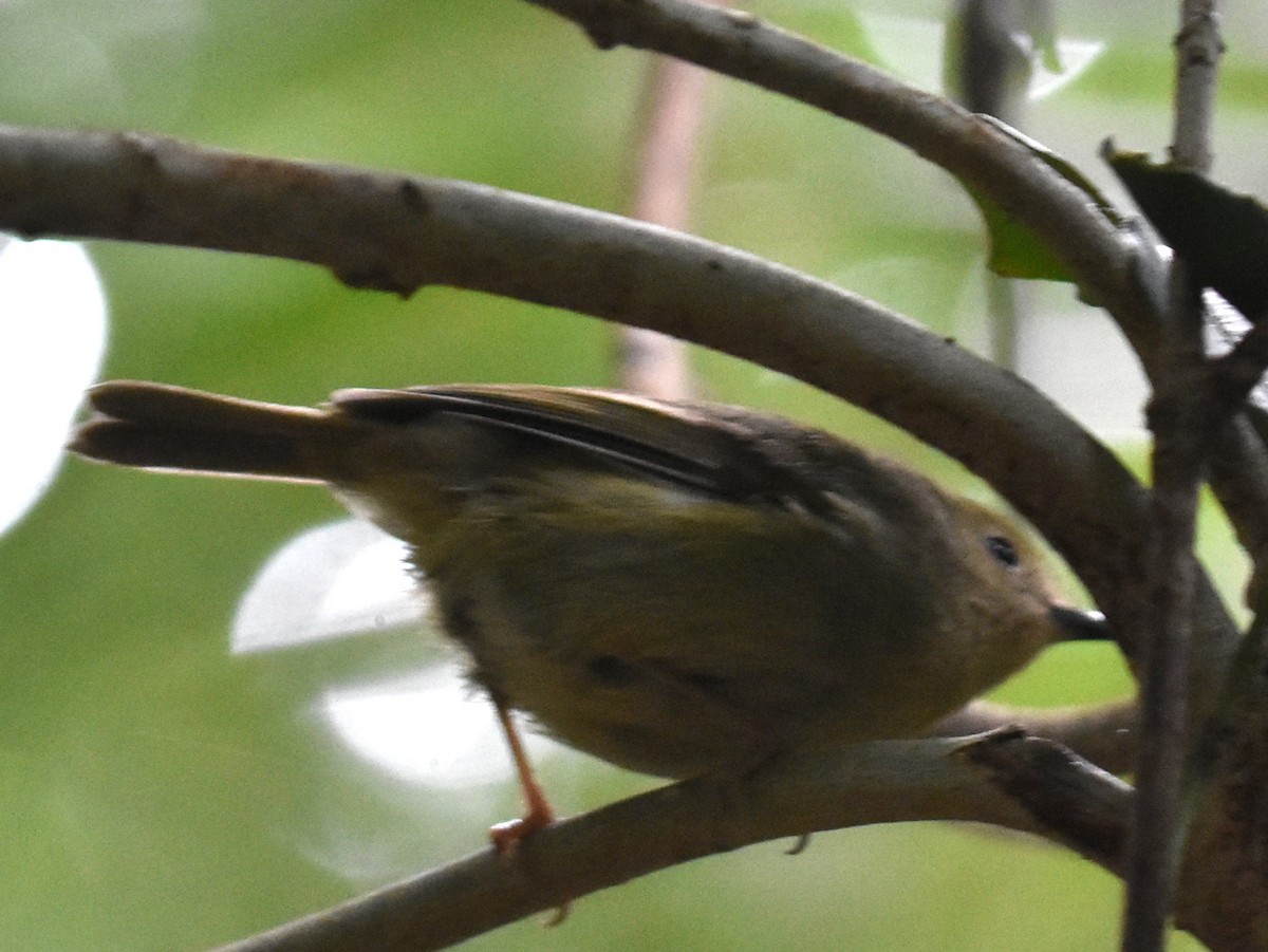 Large-billed Scrubwren - ML624418357