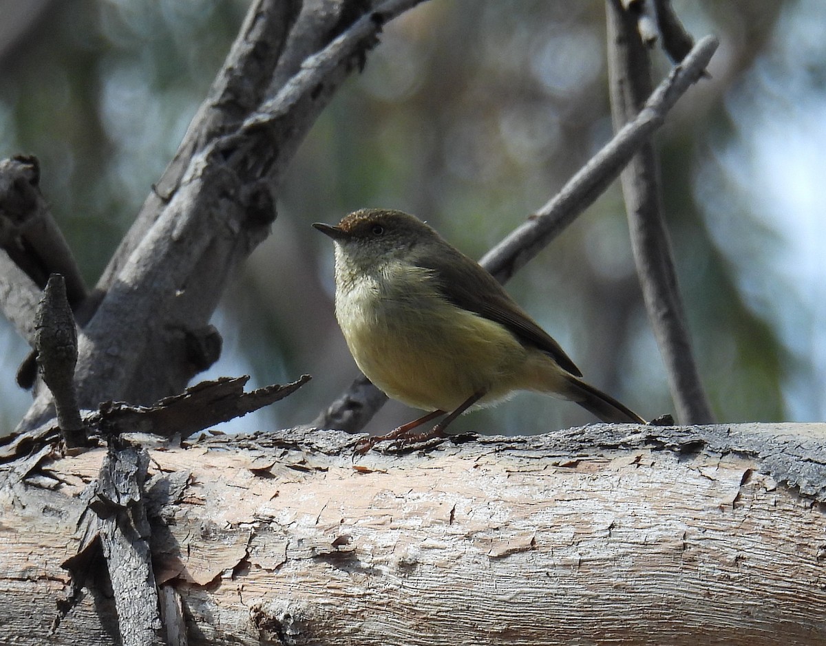 Buff-rumped Thornbill - ML624418450