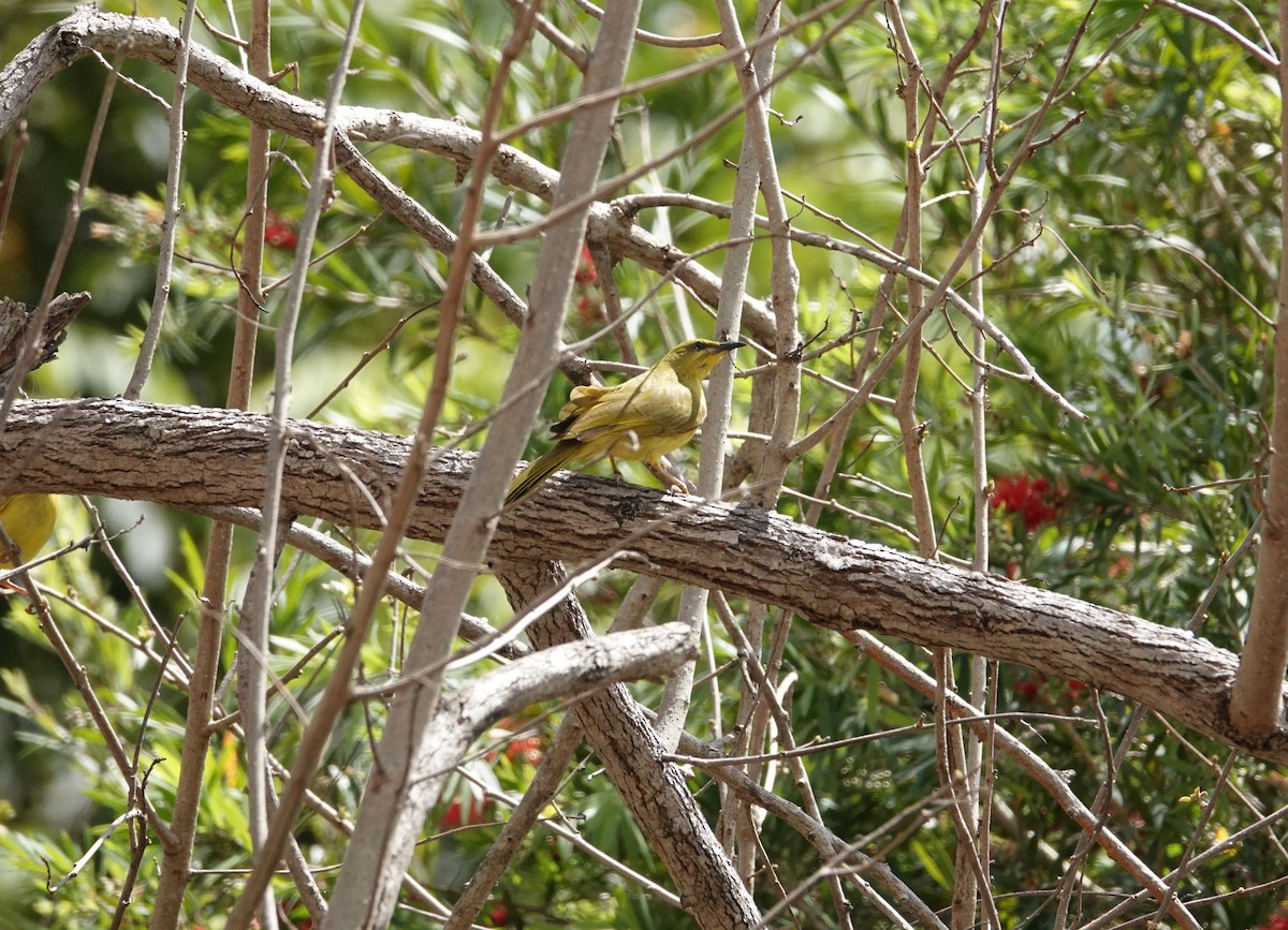 Yellow Honeyeater - ML624418597