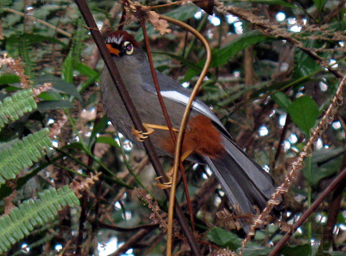 Chestnut-capped Laughingthrush - ML624418600