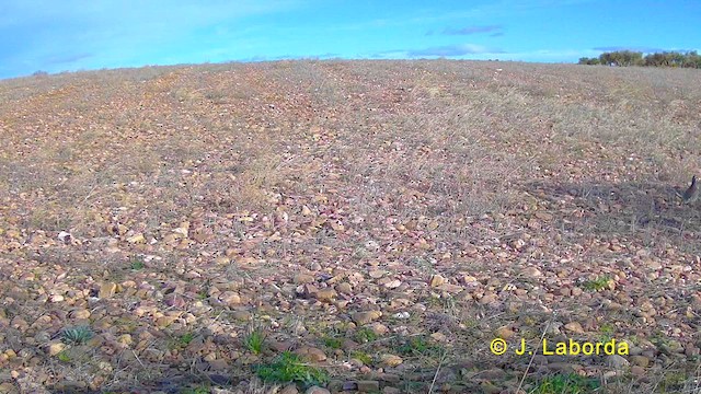 Red-legged Partridge - ML624418632