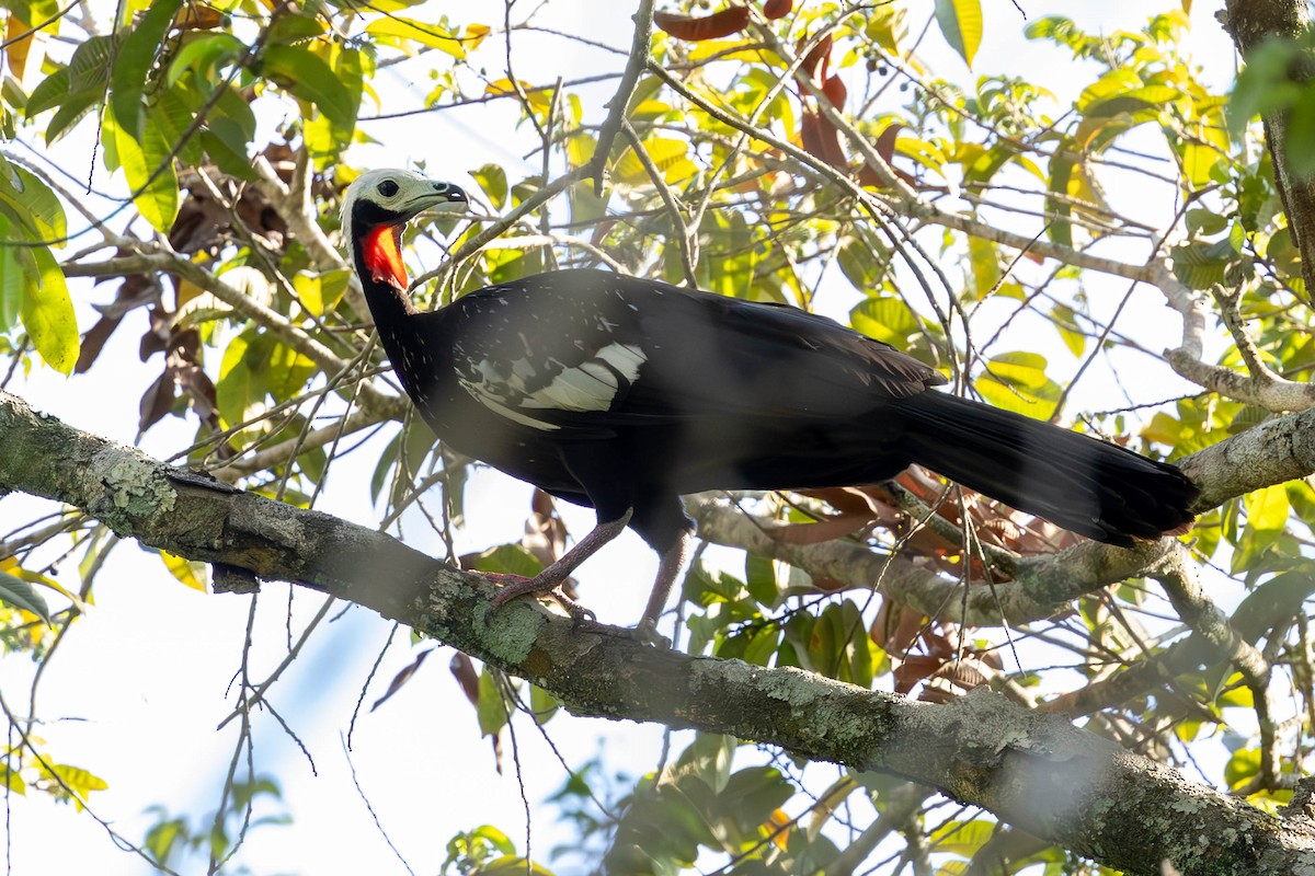 Red-throated Piping-Guan - ML624418681