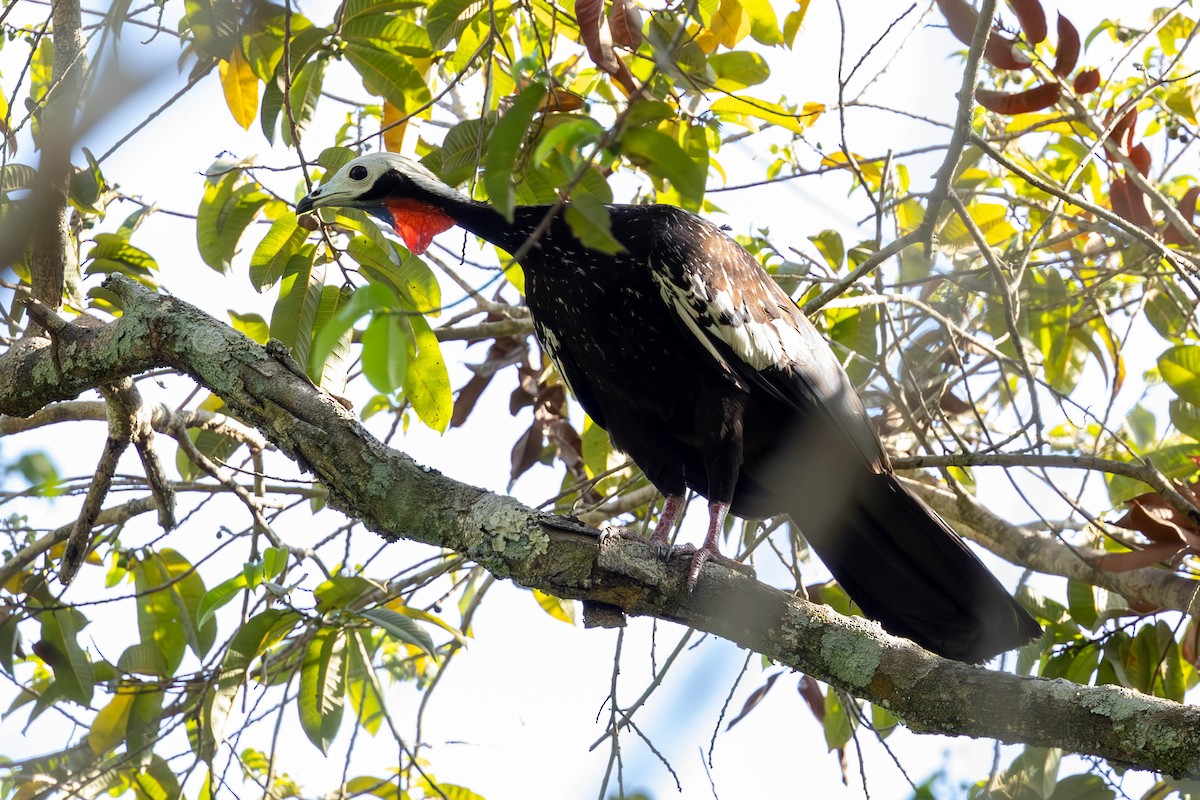 Red-throated Piping-Guan - ML624418682