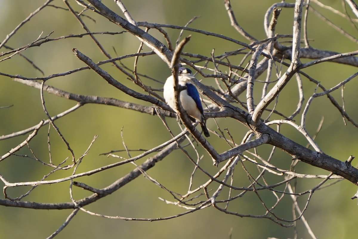 Forest Kingfisher - ML624418713