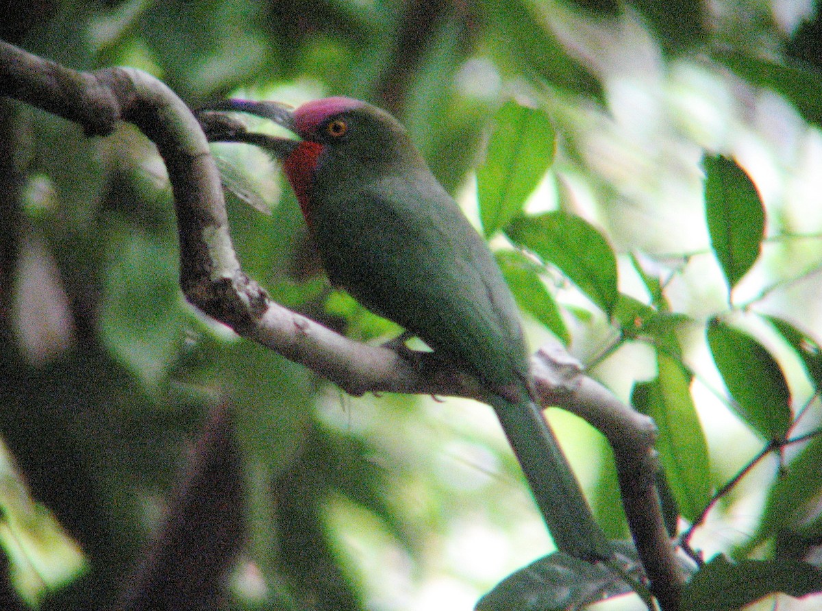 Red-bearded Bee-eater - ML624418846