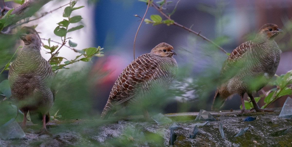 Gray Francolin - Jagdish Jatiya