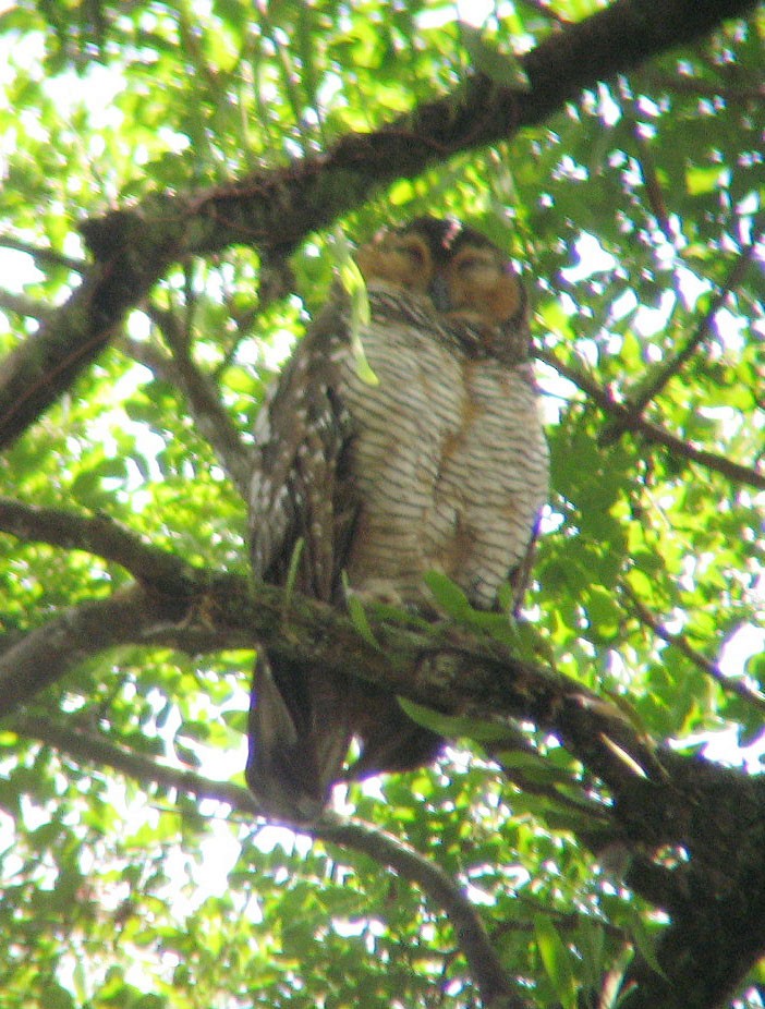 Spotted Wood-Owl - ML624418883