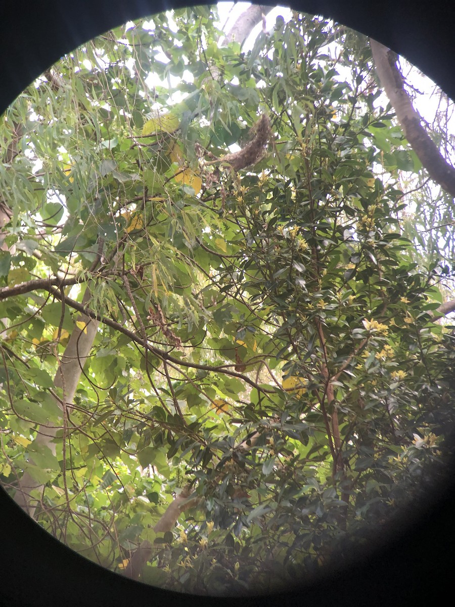 Large-billed Gerygone - ML624418925