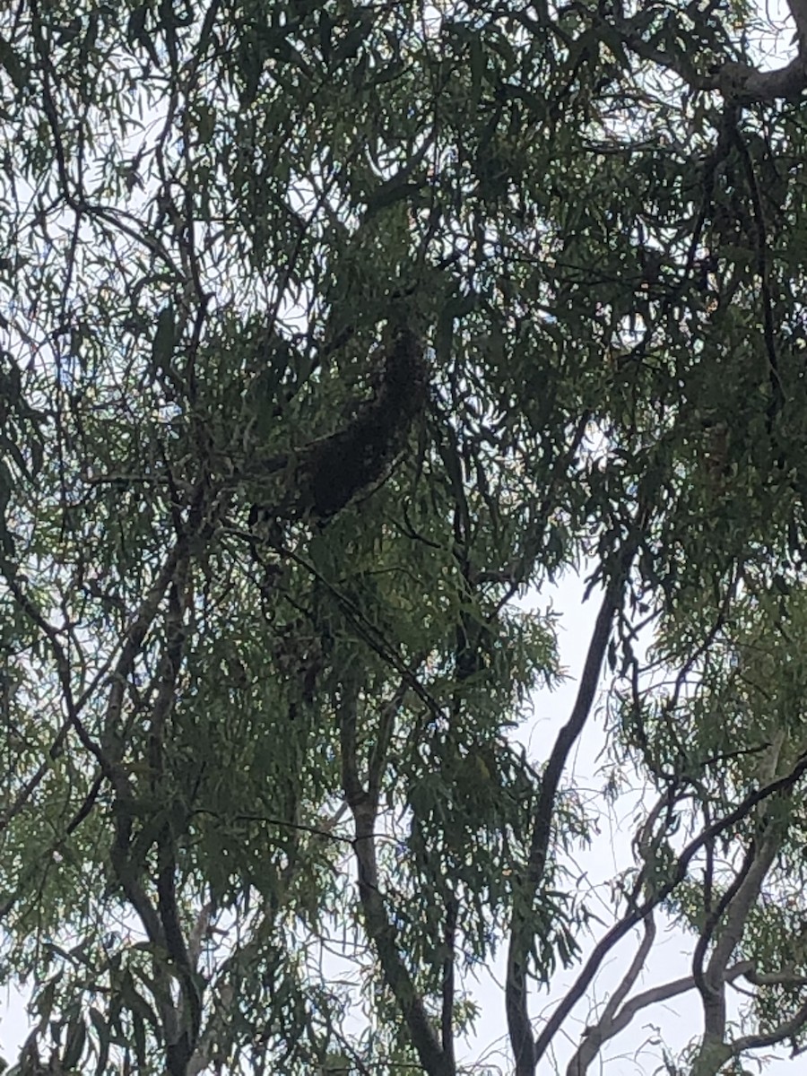Large-billed Gerygone - ML624418926
