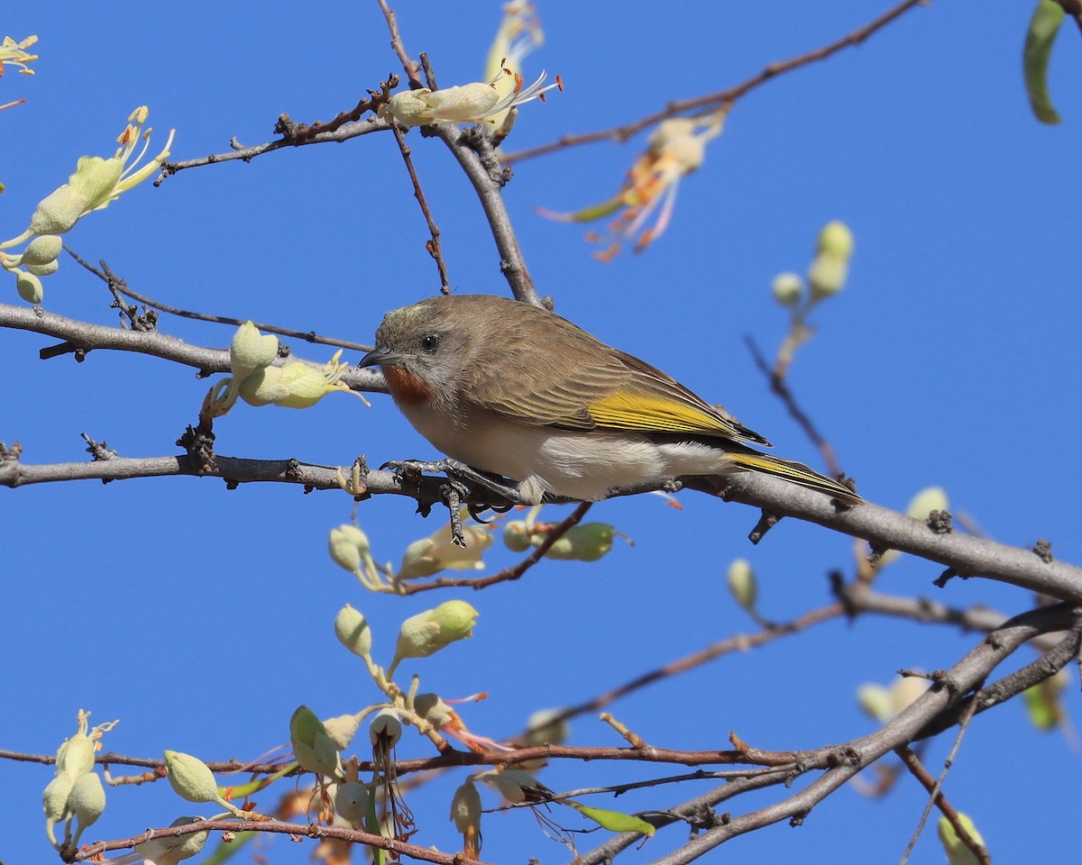 Мієлєро рудогорлий - ML624418927