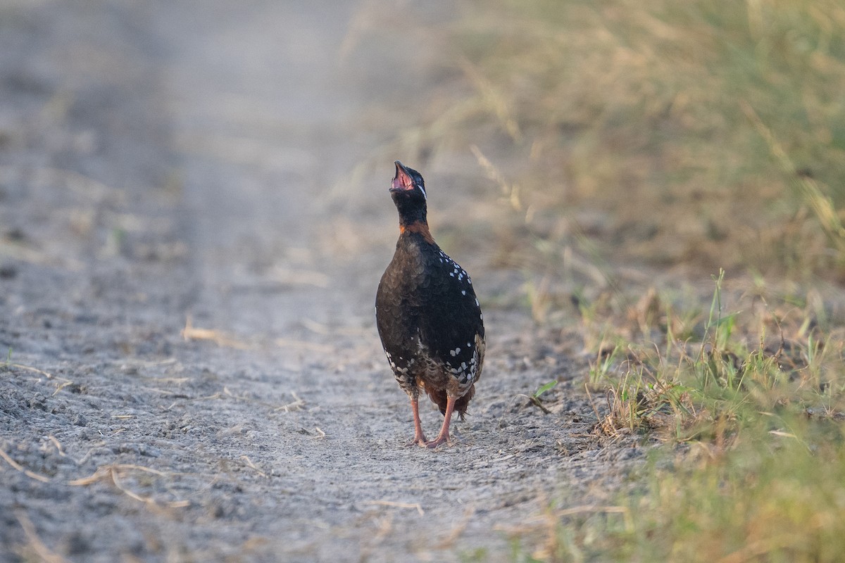 Black Francolin - ML624419190