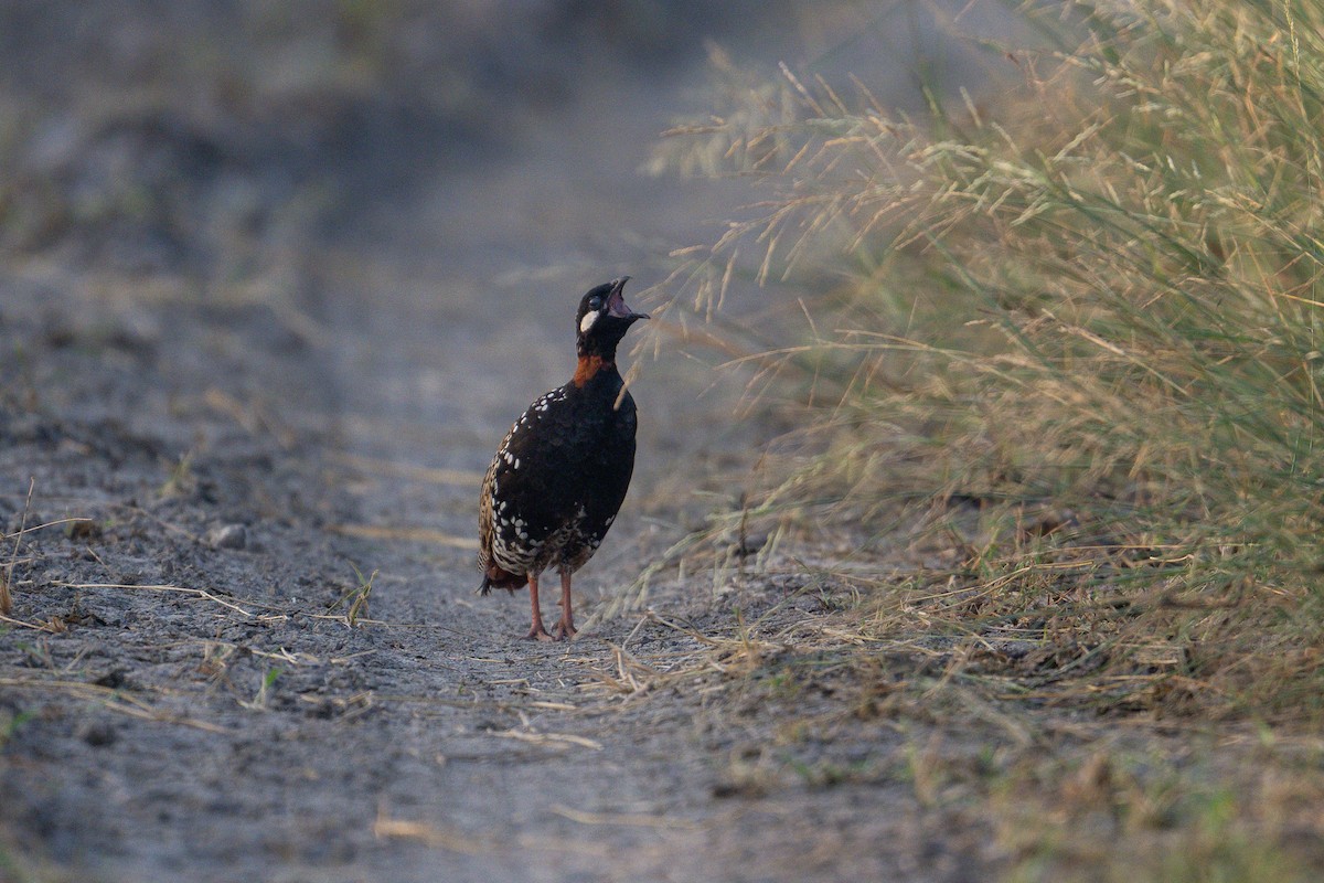 Black Francolin - ML624419191