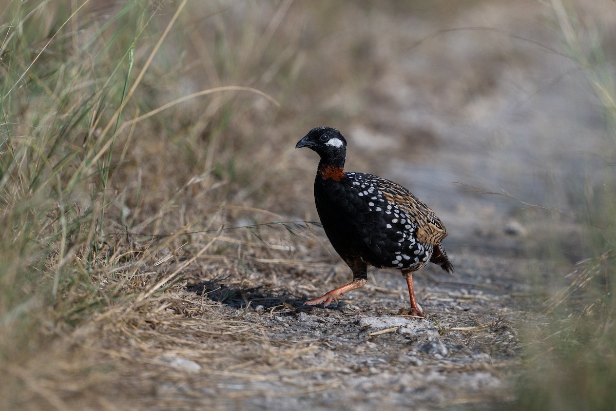 Black Francolin - ML624419216