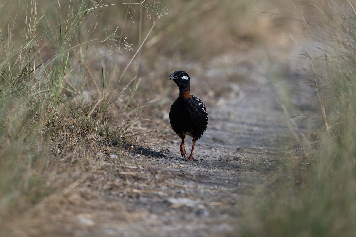 Black Francolin - ML624419217