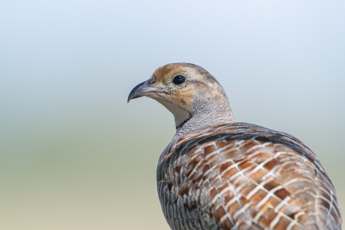 Gray Francolin - ML624419258