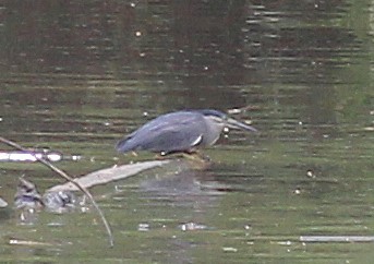 ササゴイ - ML624419354