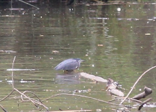 ササゴイ - ML624419356