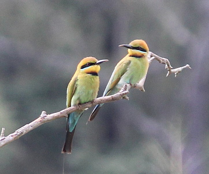 ハチクイ - ML624419357