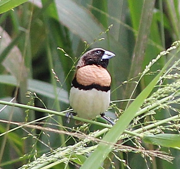 シマコキン - ML624419370