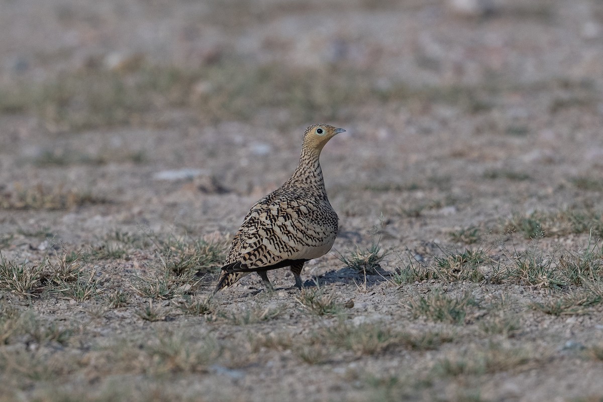 Chestnut-bellied Sandgrouse - ML624419385