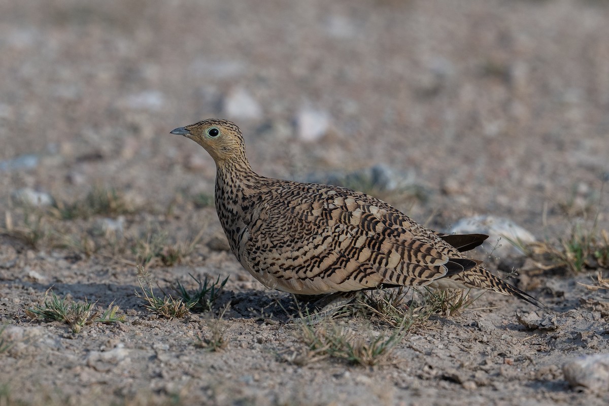 Chestnut-bellied Sandgrouse - ML624419391