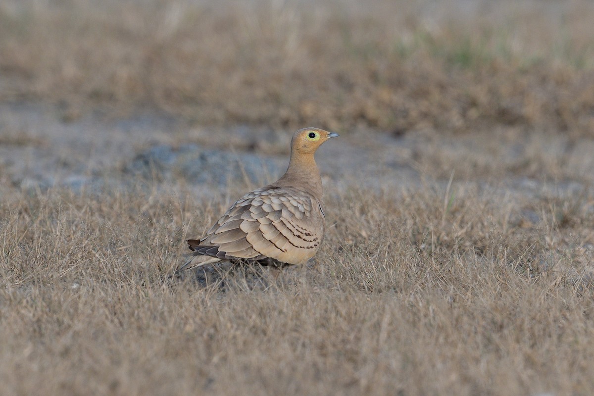 Chestnut-bellied Sandgrouse - ML624419393