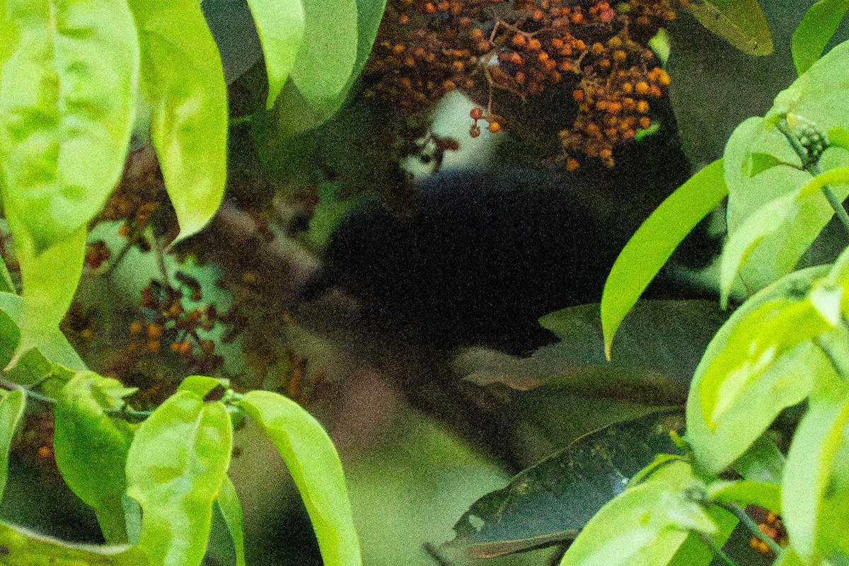 Lowland Sooty Boubou - ML624419443