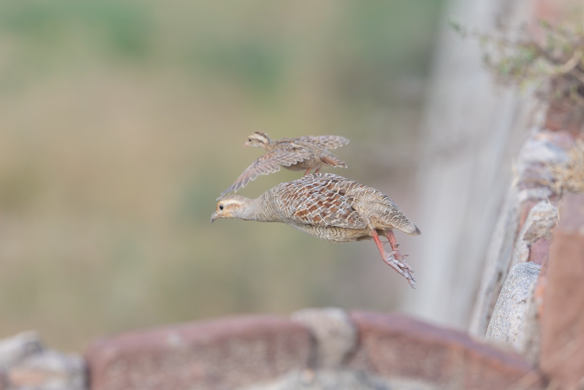 Gray Francolin - ML624419527