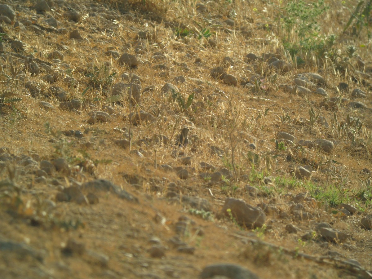 Desert Finch - ML624419543