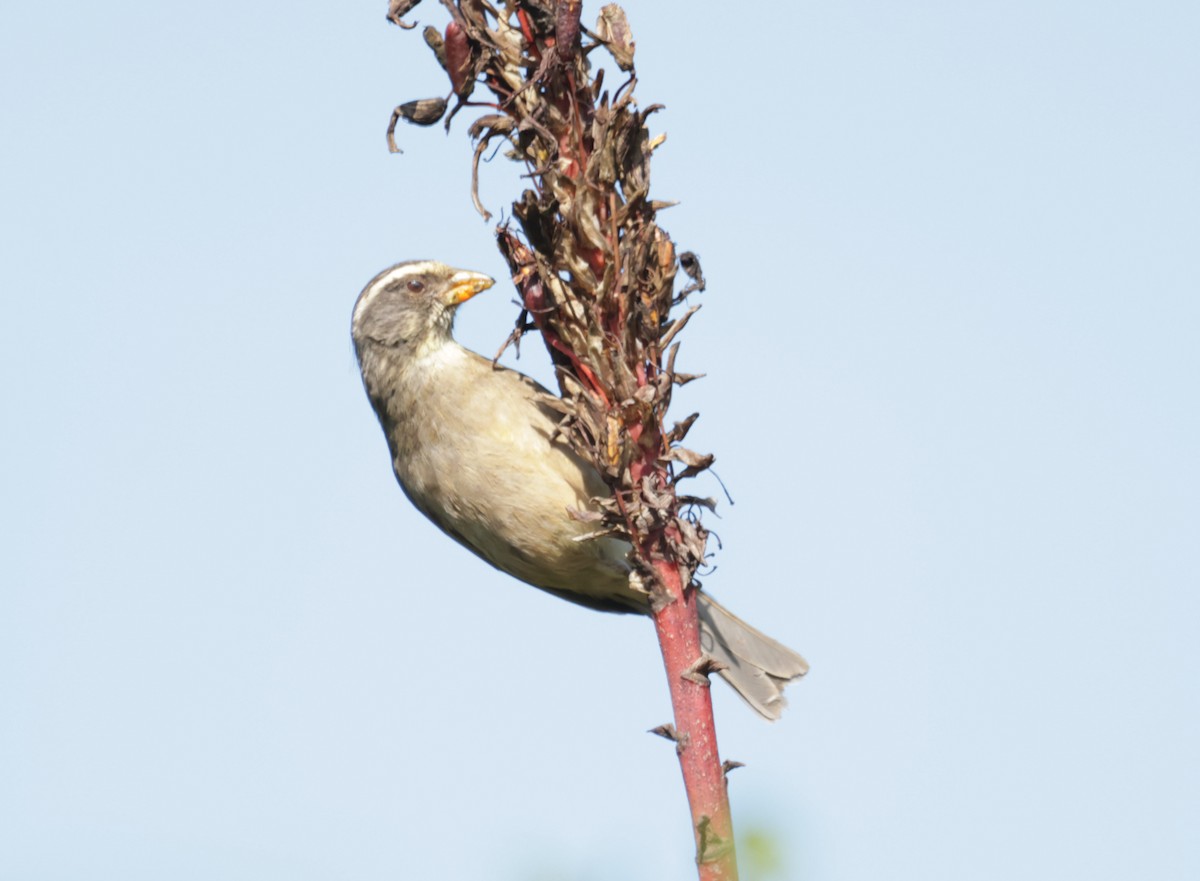 Streaky-headed Seedeater - ML624419549