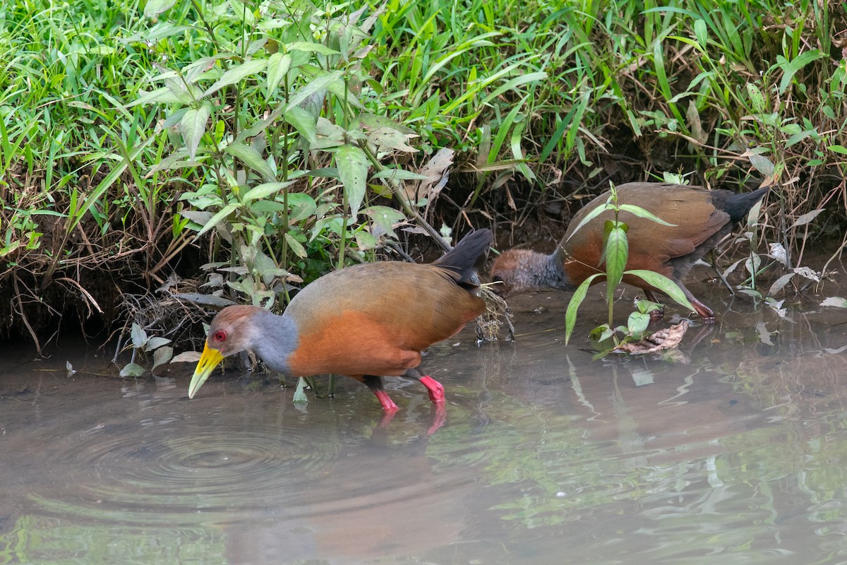 Gray-cowled Wood-Rail - ML624419643