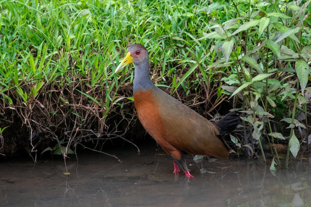 Gray-cowled Wood-Rail - ML624419648