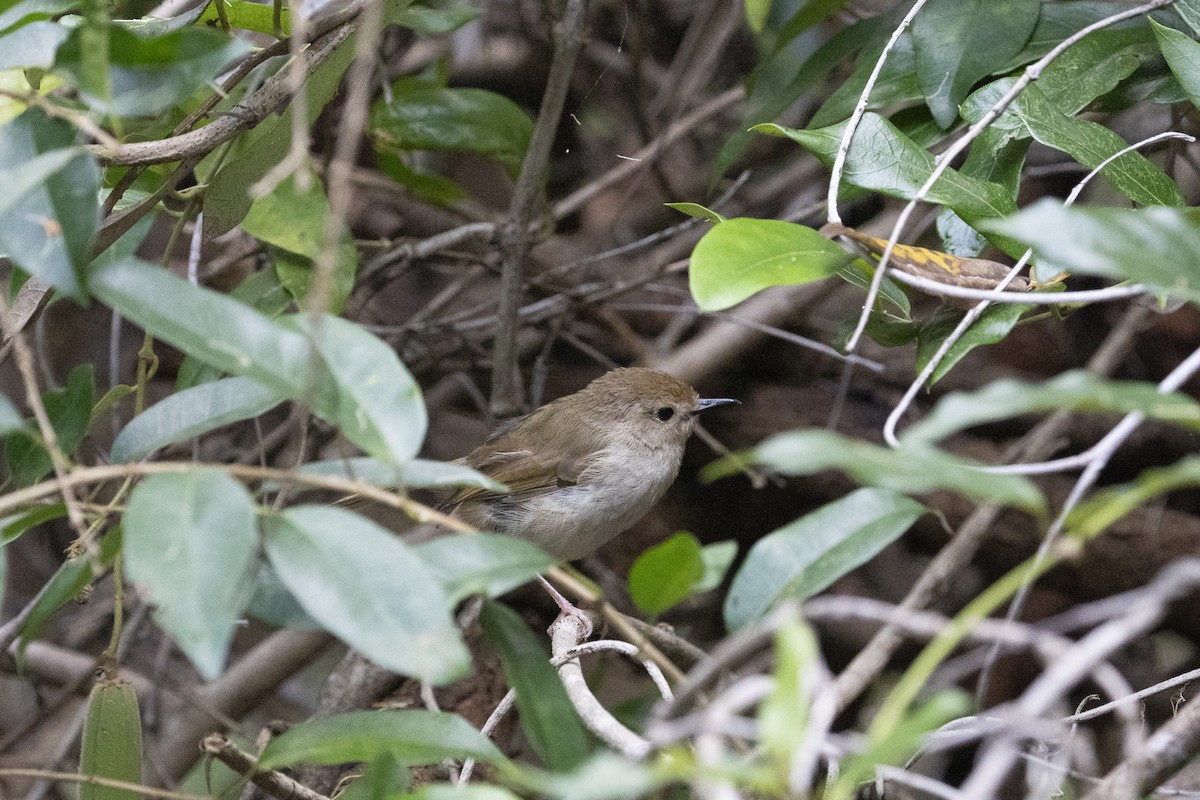 Large-billed Scrubwren - ML624419654