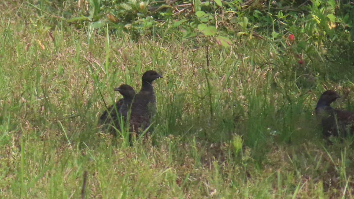 Gray Francolin - ML624419659