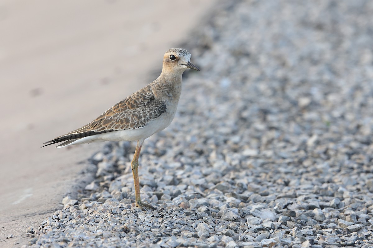 Oriental Plover - ML624419666