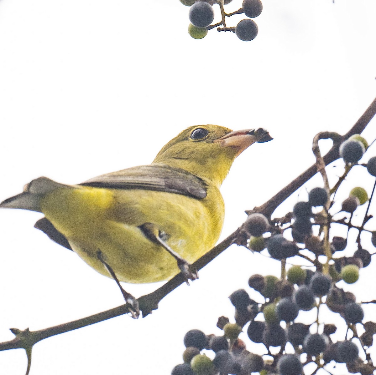 Scarlet Tanager - ML624419911